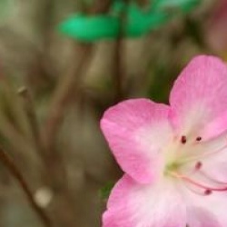 Rhododendron 'Geisha Girl'