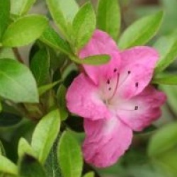 Rhododendron 'Geisha Girl'