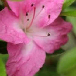 Rhododendron 'Geisha Girl'