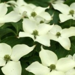 Cornus kousa 'Bultinck's Giant'  - Cornouiller du Japon Bultinck's Giant