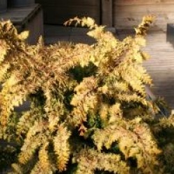 Chamaecyparis obtusa 'Fernspray Gold' - Chamaecyparis fernspray gold