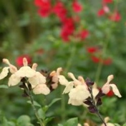 Salvia x jamensis 'Melen' cov