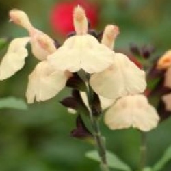 Salvia x jamensis 'Melen' cov