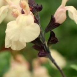 Salvia x jamensis 'Melen' cov