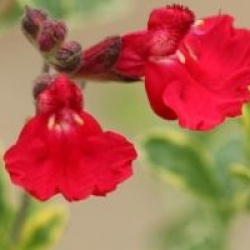 Salvia Caramba