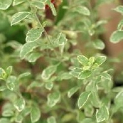 Salvia greggii 'Caramba'