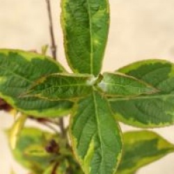 Weigela florida Moulin Rouge � 'Brigela'