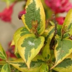 Weigela florida Moulin Rouge � 'Brigela'
