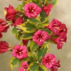 Weigela florida Moulin Rouge � 'Brigela'