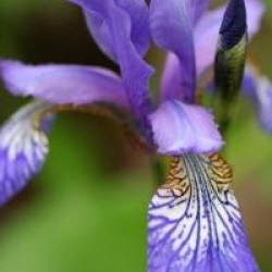 Iris sibirica 'Blue King'