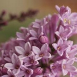 Lilas de Miss Preston pourpre