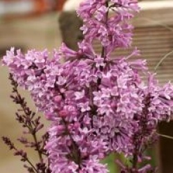 Syringa x prestoniae 'Royalty'