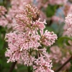 Syringa 'Lark Song'