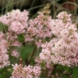 Syringa 'Lark Song'