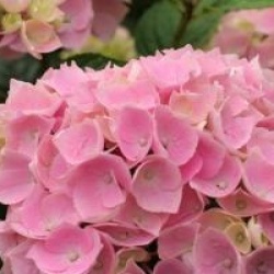 Hydrangea macrophylla 'Ankong' � 