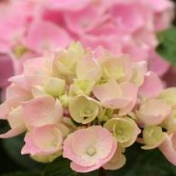 Hydrangea macrophylla 'Ankong' � 