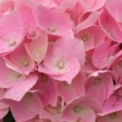 Hydrangea macrophylla 'Ankong' � 