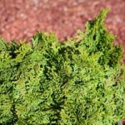 Chamaecyparis obtusa 'Kosteri' - Chamaecyparis kosteri