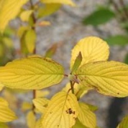 Cornus stolonifera 'Hedgerows Gold'