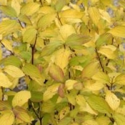 Cornus stolonifera 'Hedgerows Gold'