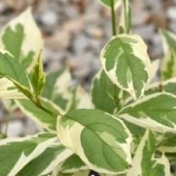 Cornus sericea 'White Gold' - Cornouiller White Gold