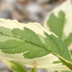 Cornus sericea 'White Gold'