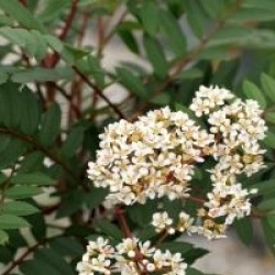 Sorbus vilmorinii