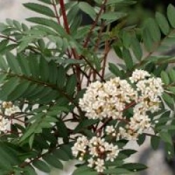 Sorbus vilmorinii