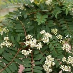 Sorbus 'Purple Magic'