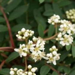 Sorbus 'Purple Magic'