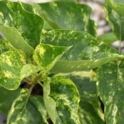 Syringa vulgaris 'Aucubaefolia' 