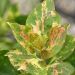 Syringa vulgaris 'Aucubaefolia' 