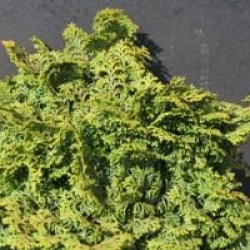 Chamaecyparis obtusa 'Kosteri'