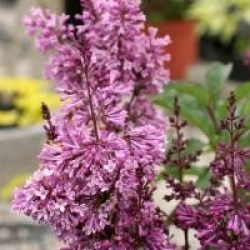 Syringa x prestoniae 'Royalty'