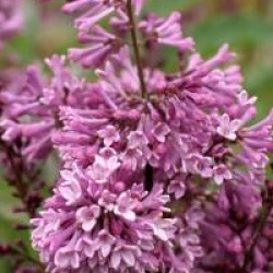 Syringa x prestoniae 'Royalty'