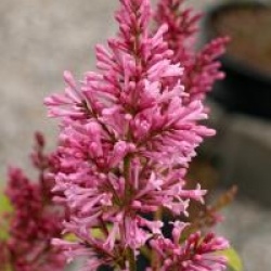 Lilas de Preston James Macfarlane