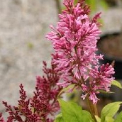 Syringa x Prestonia 'James Macfarlane'