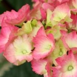 Hydrangea macrophylla Black Steel � 'Blue Ball' - Hortensia Blue Ball