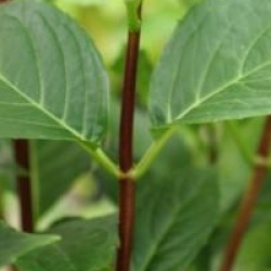 Hydrangea macrophylla Black Steel � 'Blue Ball'