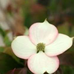 Cornus kousa 'Copacabana' - Cornouiller du Japon � feuillage pourpre