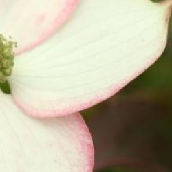 Cornus kousa 'Copacabana'