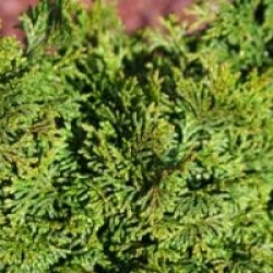 Chamaecyparis obtusa 'Kosteri'
