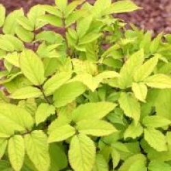 Aralia cordata 'Sun King'