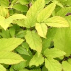 Aralia cordata 'Sun King'