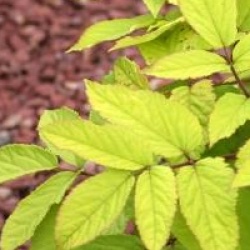 Aralia cordata 'Sun King'