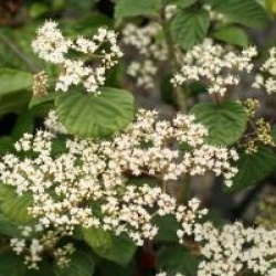 Viburnum 'Oneida'