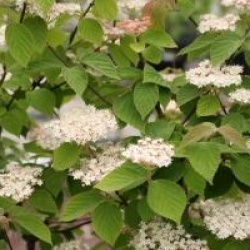 Viburnum hupehense 