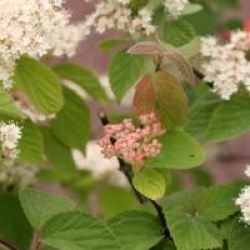 Viburnum hupehense 