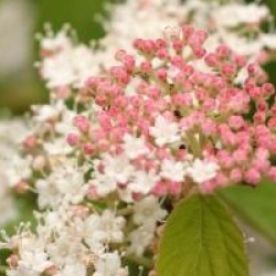 Viburnum hupehense 