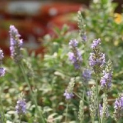 Lavandula x intermedia 'Grosso'